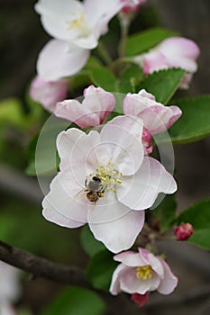 Vertical macro shot of blooming in spring flowers of apple tree