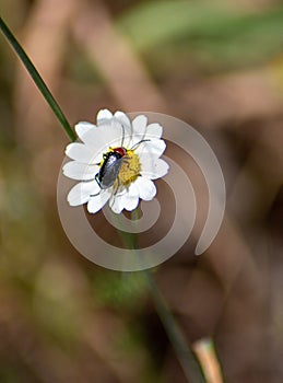 Vertical macro shot of a Cryptocephalus beetle on a daisy flower