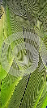 Vertical Macro Shot of the Diagonal Pattern on Parrot Feather