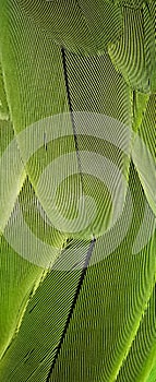 Vertical Macro Shot of the Diagonal Pattern on Parrot Feather