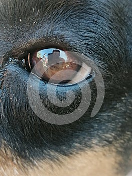 Vertical macro shot of a dog eye reflectin the man taking the photo