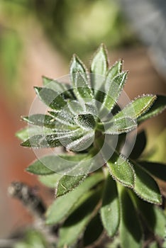 Vertical macro shot of echeveria leucotricha plant