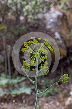 Vertical macro shot of a Ferula tingitana growing outdoors