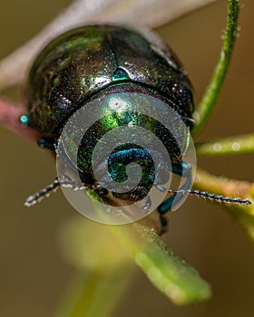 Vertical macro shot of a green beetle on a blade of grass