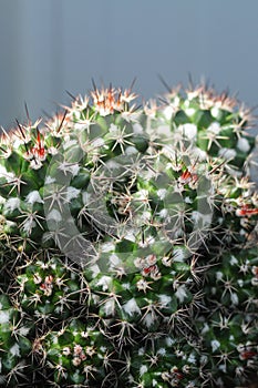 Vertical macro shot of a green cactus plant