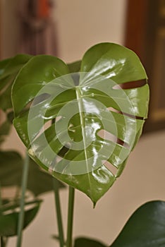 Vertical macro shot of a green Monstera plant leaf in a room