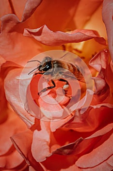 Vertical macro shot of a honey bee collecting pollen and nectar from red rose flower in park