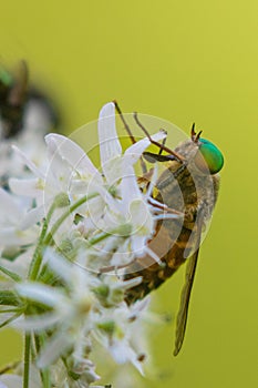 Vertical macro shot of a horse-fly on the white floral plant before a yellow background