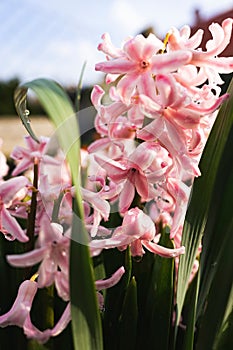 Vertical macro shot of pink Hyacinth plant flowers growing with green leaves