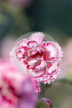 Vertical macro shot of a striped red and white Carnation flower on an isolated background