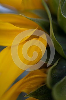 Vertical macro shot of sunflower head with yellow petals and green leaves in farmland. Rear view