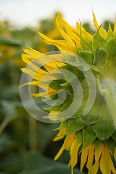 Vertical macro shot of sunflower head with yellow petals and green leaves in farmland. Rear view