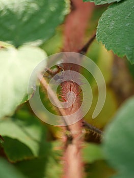 Vertical macro shot of a wine raspberry plant stem