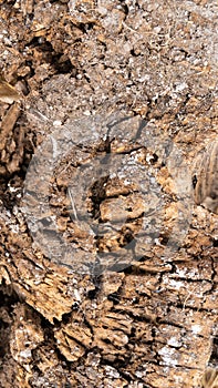 Vertical macro of a tree trunk texture