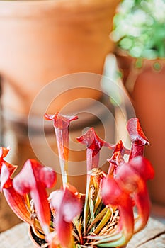 Vertical macro view of Trumpet pitchers planted in a flowerpot