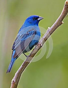 Vertical of male Indigo Bunting, Passerina cyanea