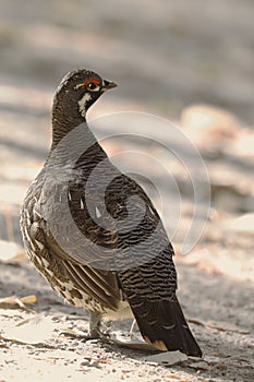 Vertical of Male Spruce Grouse, Falcipennis canadensis, in boreal forest