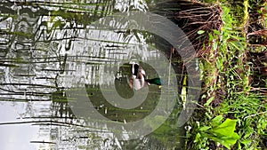 Vertical. Mallard duck is taking off from pond water.