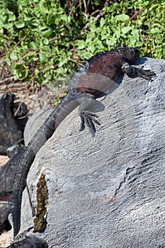 Vertical of Marine Iguana  Amblyrhynchus cristatus  in the Galapagos