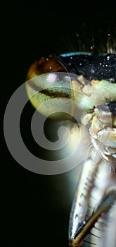 Vertical microphotography of an insect in front of a black background