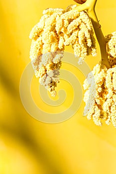 Vertical monochrome yellow summertime background