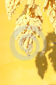Vertical monochrome yellow summertime background