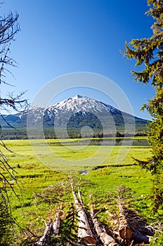 Vertical Mount Bachelor