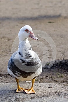 Vertical of a Muscovy Duck, Cairina moschata, domesticated form