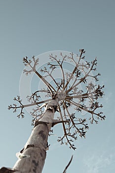 Vertical muted cinematic color shot of Agave salmiana floral stem in silhouette