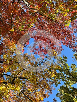 vertical nature background with autumn leaves canopy against blue sky