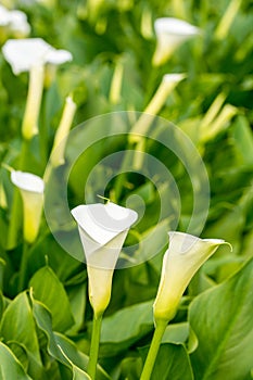 Vertical orientation white calla flowers in the greenhouse with blurred background