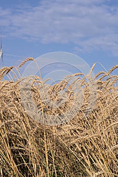 Rye field with blue sky in background