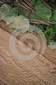 Vertical overhead CU muddy jungle road with leafy vegetation and diagonal tire track mark