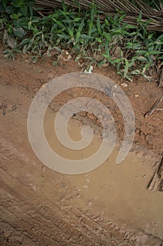 Vertical overhead CU muddy jungle road with roadside puddle and leafy vegetation on the fringe.