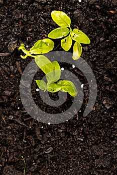 Vertical overhead image of green seedlings in dark soil with fertiliser, with copy space