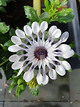 Vertical overhead shot of a blooming trailing African daisy flower
