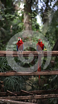 Vertical of a pair of red Macaws perched next to each other on a wooden plant in Amazon Rainforest