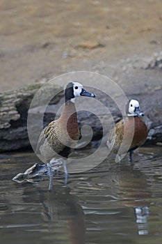 Vertical of a pair of White-faced Whistling Duck, Dendrocygna viduata