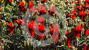 Vertical pan of a clump of red start`s desert pea