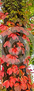 Vertical panorama of beautiful temperate wine leaves in golden Autumn colors resembling fire flame as a background, details,