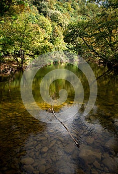 Vertical Panorama of Crystal-Clear Lake with Forested Backdrop and Floating Twig