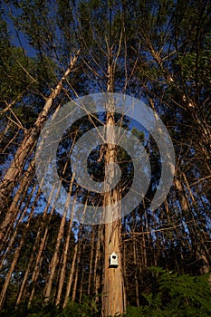 Vertical panorama of a eucalyptus forest and a tree trunk with a birdhouse in the foreground.