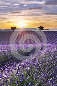 Vertical panorama of a lavender field at sunset