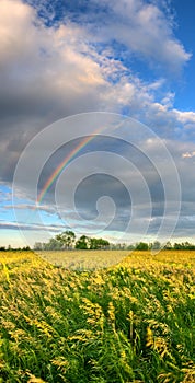 Vertical panorama with rainbow