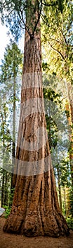 Vertical Panorama of Sequoia Tree Trunk