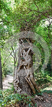 Vertical panorama of tree trunk entwined with ivy