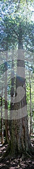 Vertical panoramic of a tree along the Trail of Cedars path in Glacier National Park, Montana.