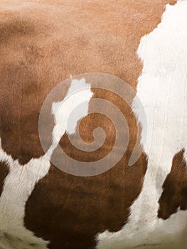 Vertical part of red and white cowhide on side of cow