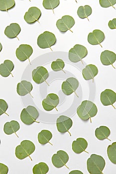 Vertical pattern from small leaves of Eucalyptus on a light grey background.