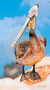 Vertical of a Pelican perched on a rocky outcropping